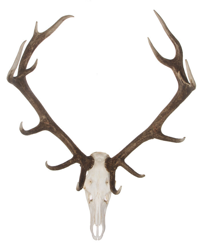 Bilder Tierpräparation Michael Dittert GbR