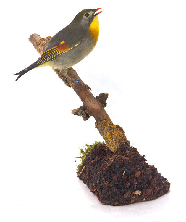 Bilder Tierpräparation Michael Dittert GbR