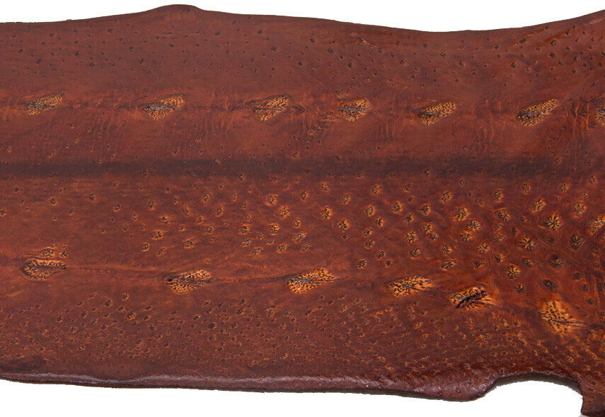 Bilder Tierpräparation Michael Dittert GbR