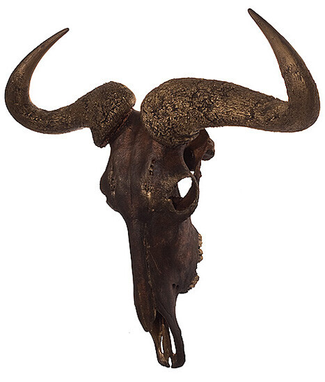 Bilder Tierpräparation Michael Dittert GbR