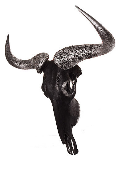 Bilder Tierpräparation Michael Dittert GbR