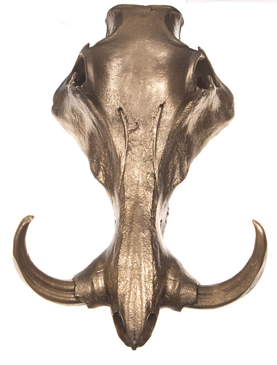 Bilder Tierpräparation Michael Dittert GbR