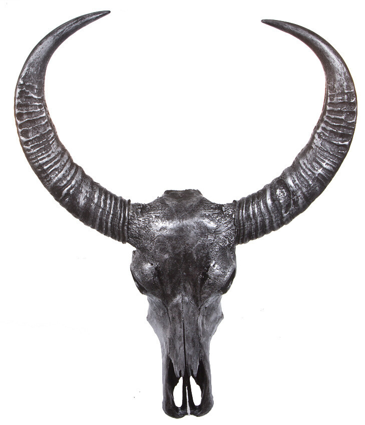 Bilder Tierpräparation Michael Dittert GbR