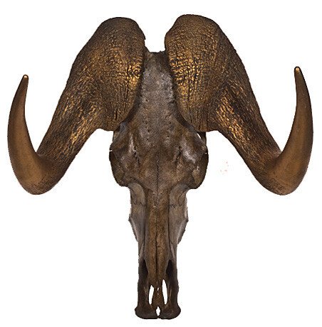 Bilder Tierpräparation Michael Dittert GbR