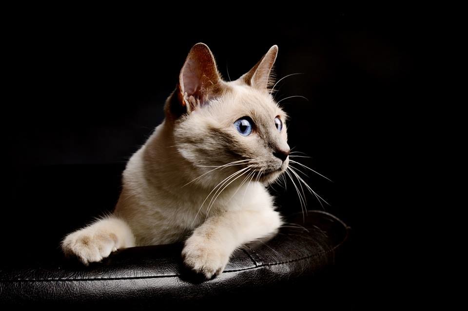 Bilder Foto Hahn Dresden