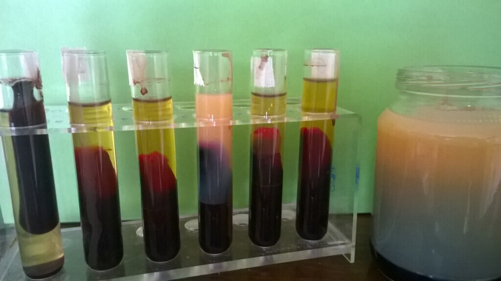 Bilder Hildegard von Bingen Berlin Daniela Dumann Heilpraktikerin