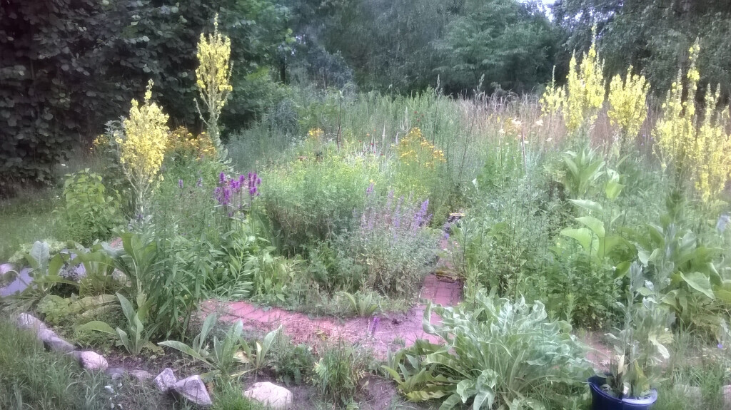 Bilder Hildegard von Bingen Berlin Daniela Dumann Heilpraktikerin