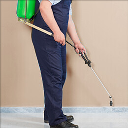 Bilder Kurt Brummer Schädlingsbekämpfung