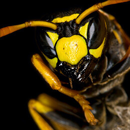 Bilder Kurt Brummer Schädlingsbekämpfung