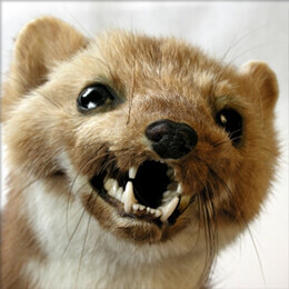 Bilder Kurt Brummer Schädlingsbekämpfung