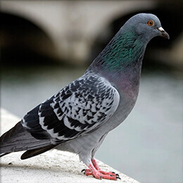 Bilder Kurt Brummer Schädlingsbekämpfung