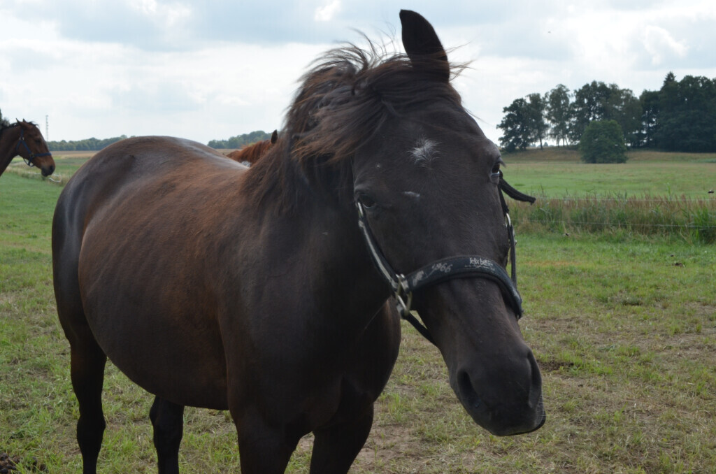 Bilder Reiterhof Daugzin C. Edel & E. Berkhahn GbR