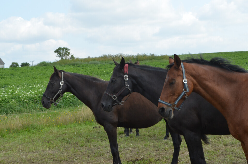 Bilder Reiterhof Daugzin C. Edel & E. Berkhahn GbR