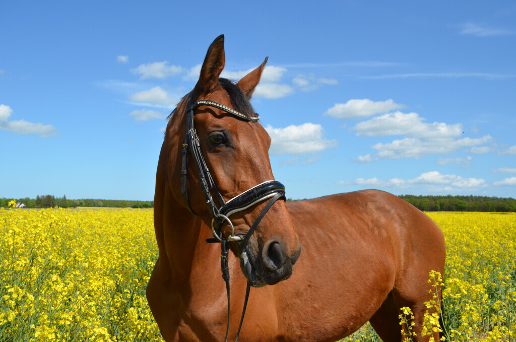 Bilder Reiterhof Daugzin C. Edel & E. Berkhahn GbR