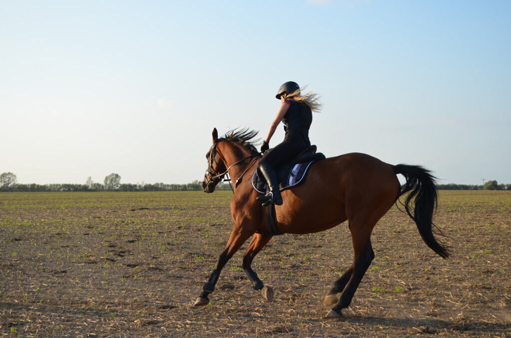 Bilder Reiterhof Daugzin C. Edel & E. Berkhahn GbR