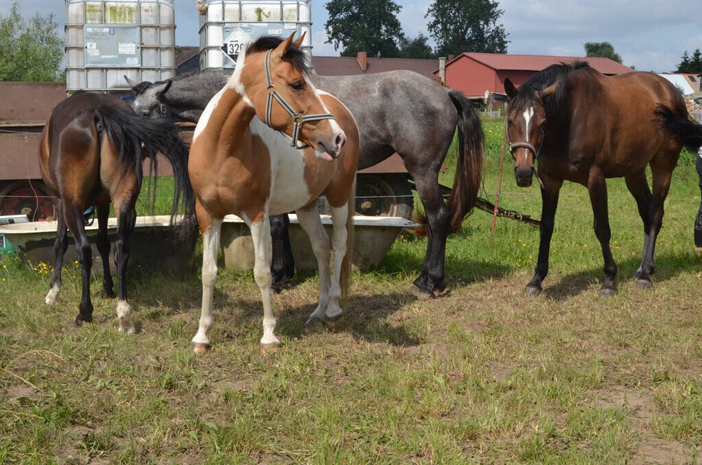 Bilder Reiterhof Daugzin C. Edel & E. Berkhahn GbR