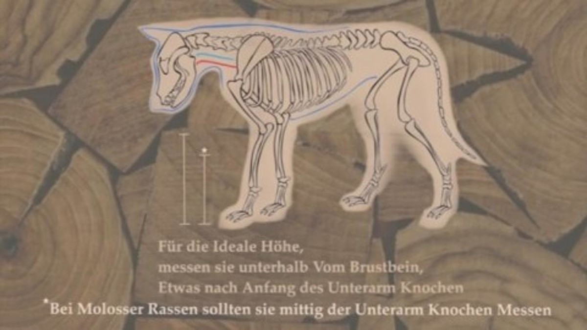 Bilder DM-DOGs