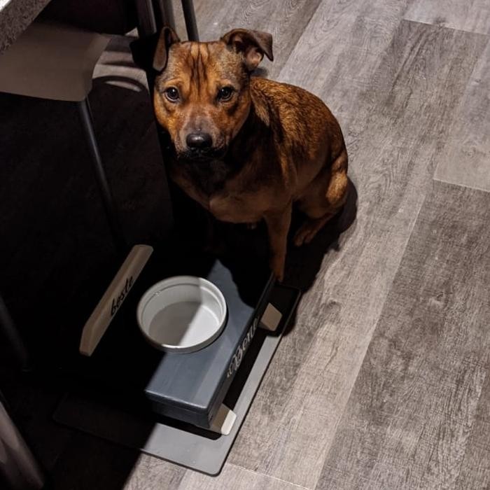 Bilder DM-DOGs