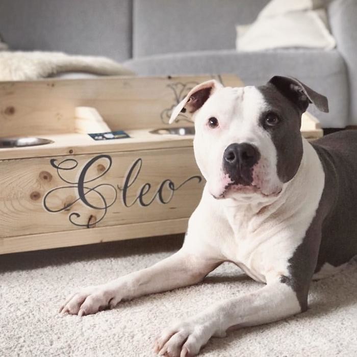 Bilder DM-DOGs