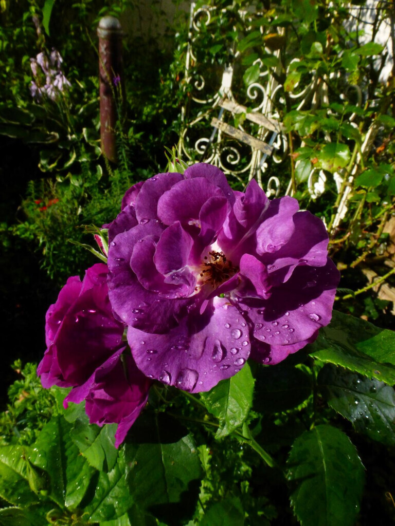Bilder Stark im Garten
