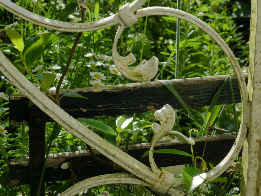 Bilder Stark im Garten