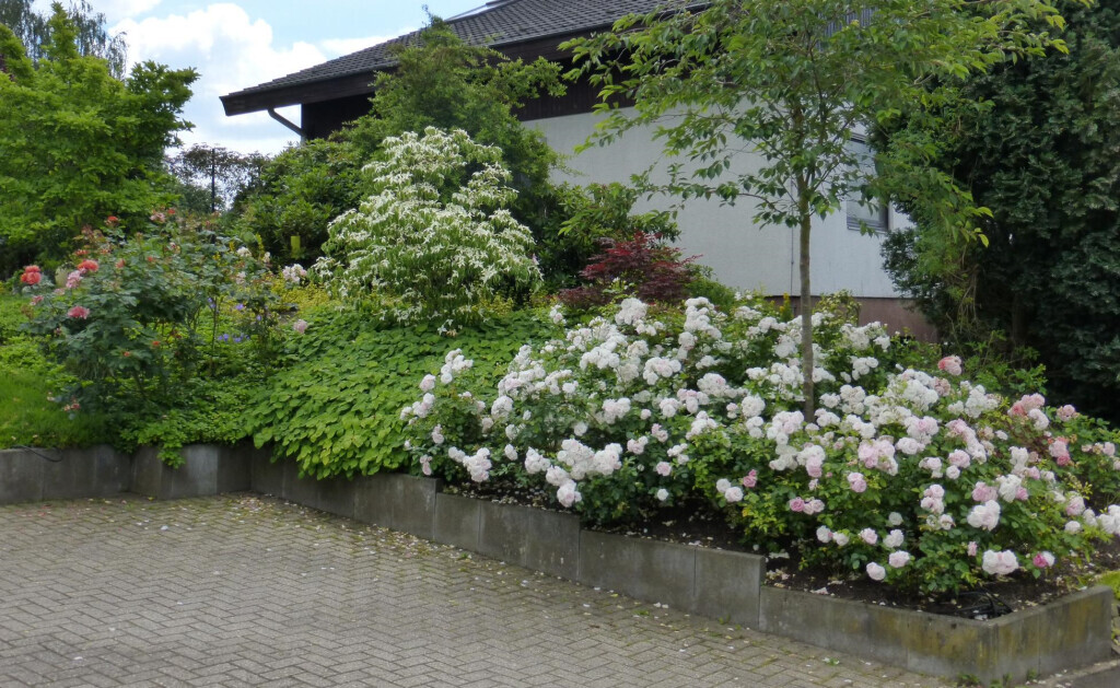 Bilder Stark im Garten