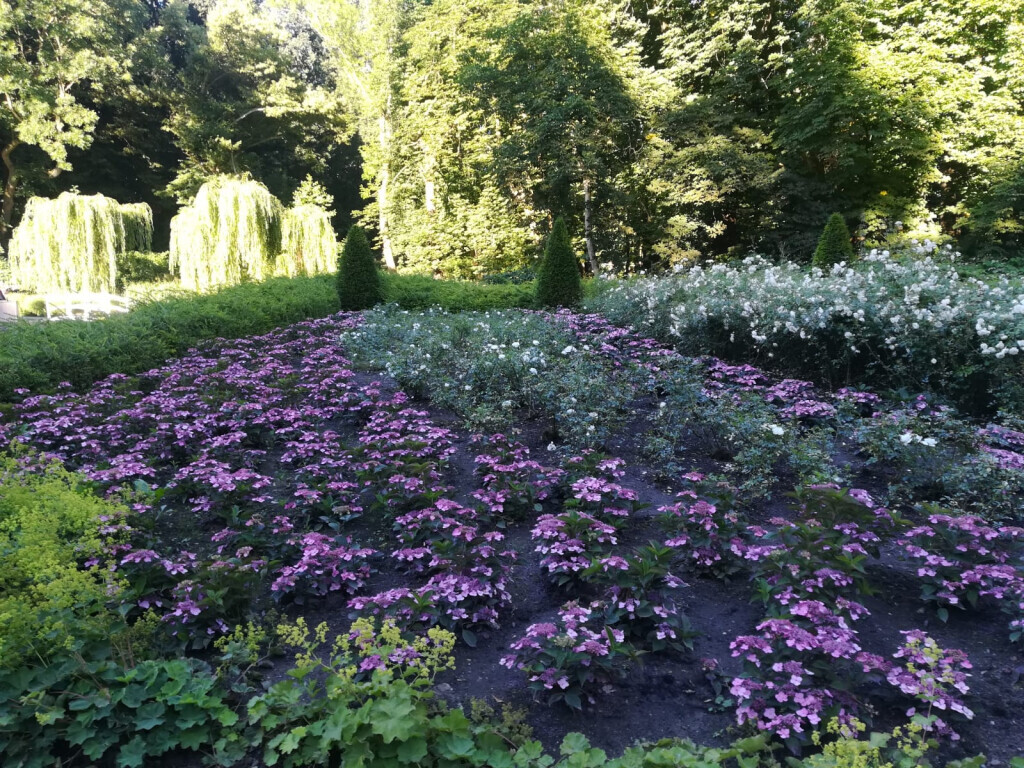 Bilder Hajo Rumpf Garten- und Landschaftsbau GmbH