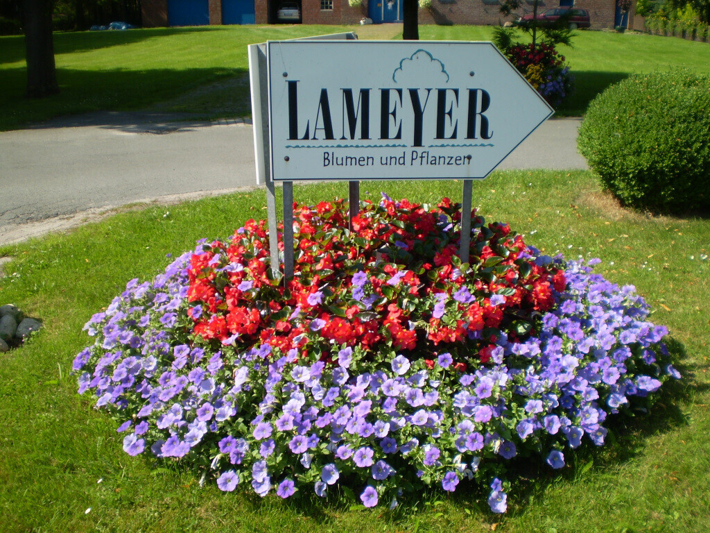Bilder Lameyer Blumen und Pflanzen