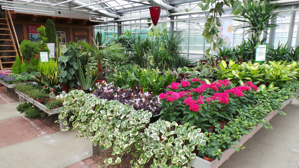 Bilder Lameyer Blumen und Pflanzen