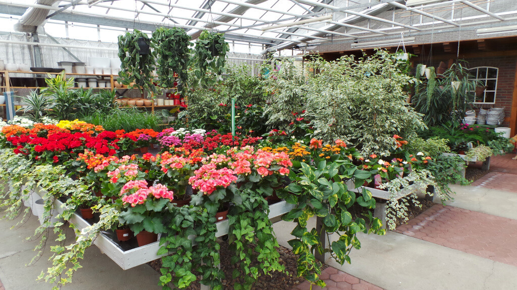 Bilder Lameyer Blumen und Pflanzen