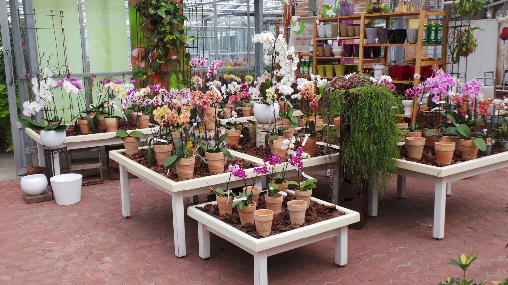 Bilder Lameyer Blumen und Pflanzen