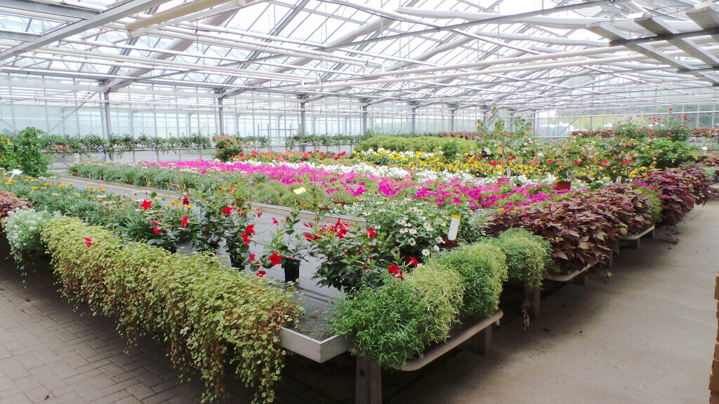 Bilder Lameyer Blumen und Pflanzen