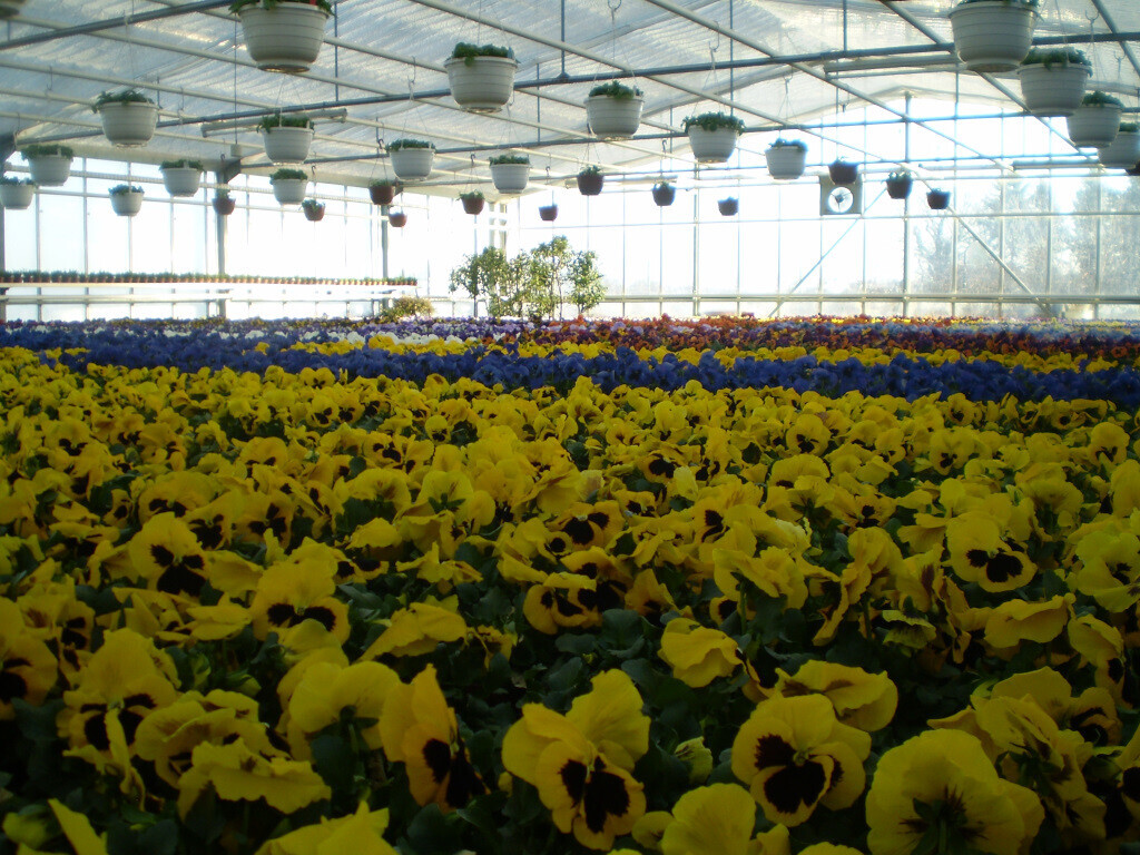 Bilder Lameyer Blumen und Pflanzen
