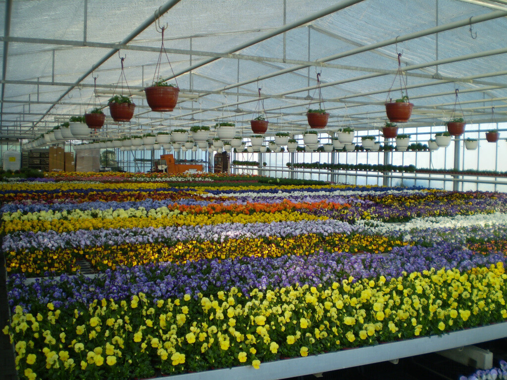 Bilder Lameyer Blumen und Pflanzen