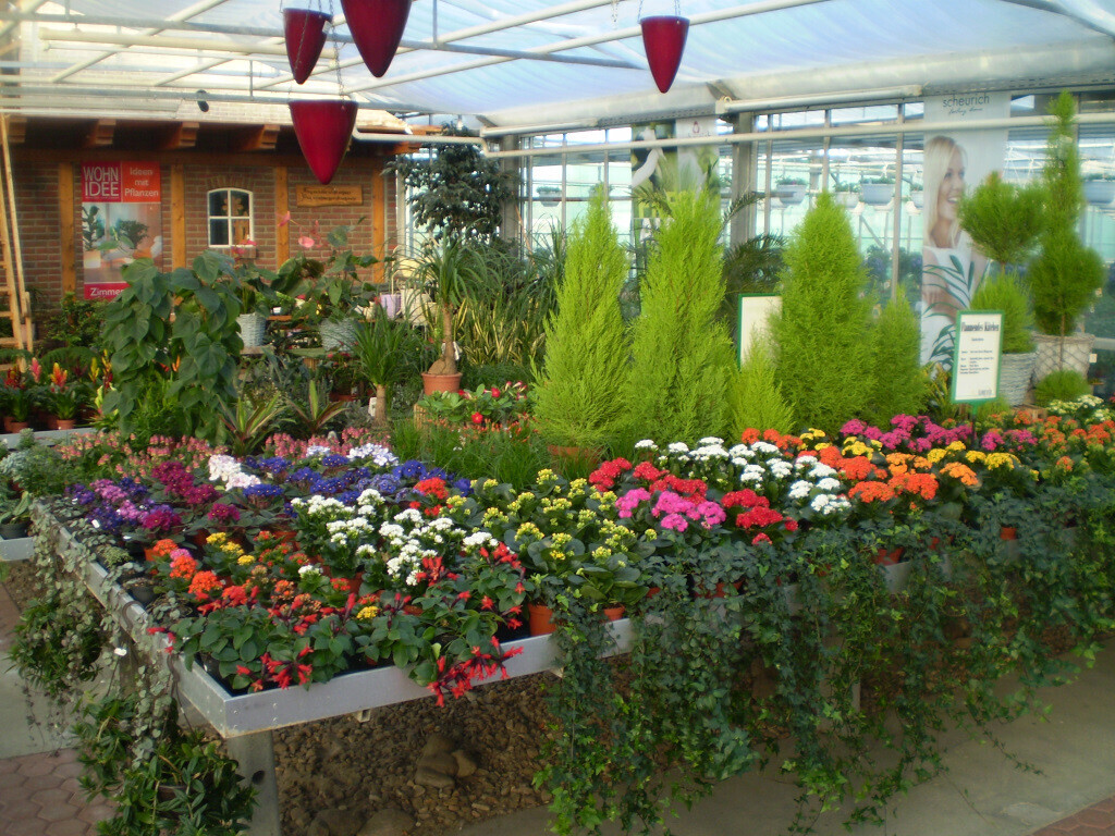 Bilder Lameyer Blumen und Pflanzen