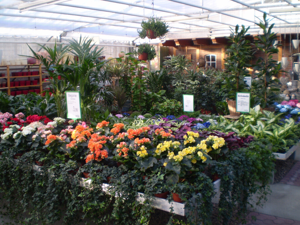 Bilder Lameyer Blumen und Pflanzen