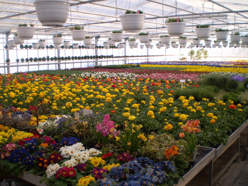 Bilder Lameyer Blumen und Pflanzen