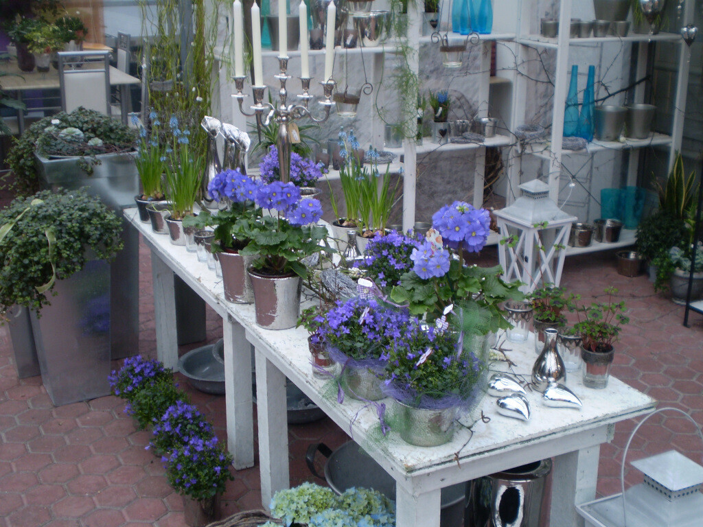 Bilder Lameyer Blumen und Pflanzen