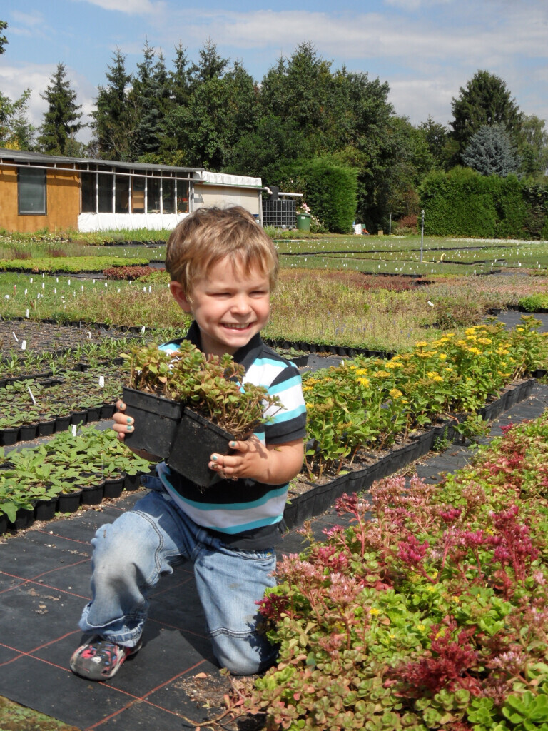 Bilder Staudengärtnerei David Müller