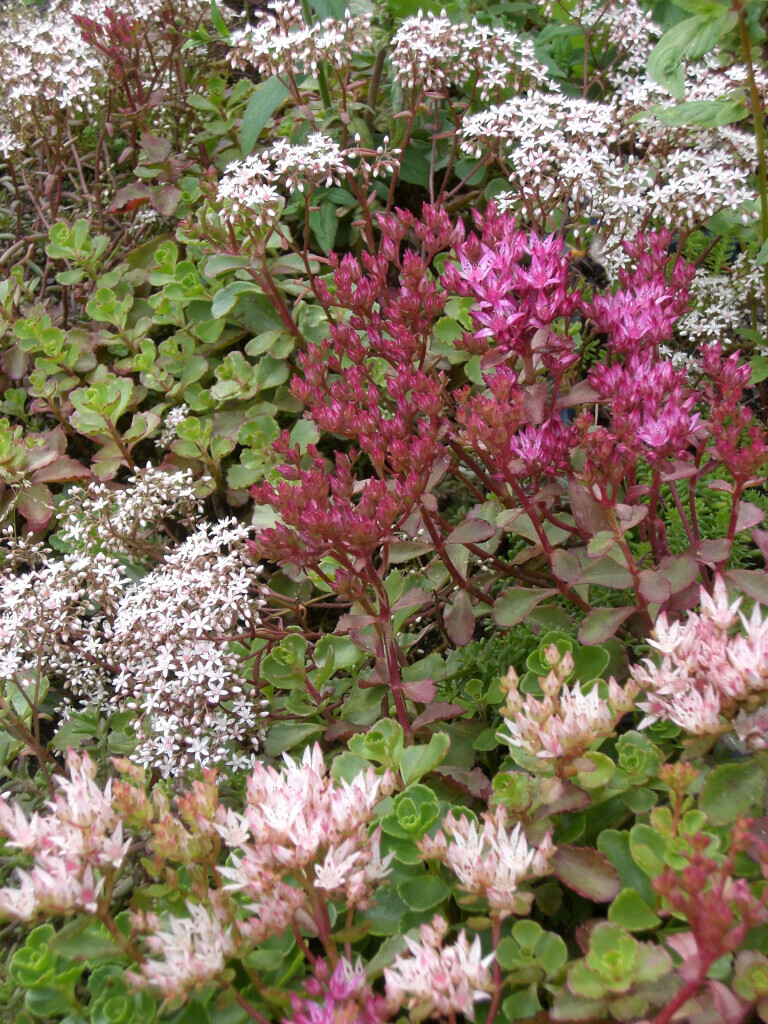 Bilder Staudengärtnerei David Müller