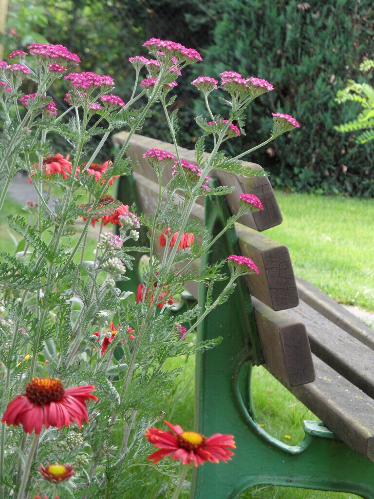 Bilder Staudengärtnerei David Müller