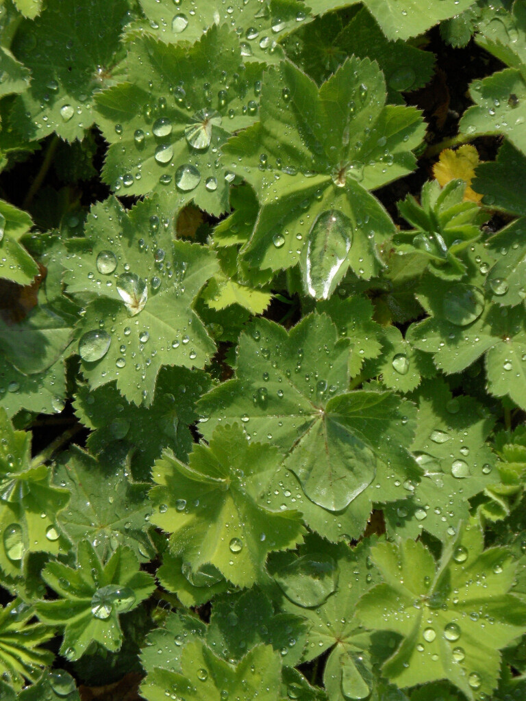 Bilder Staudengärtnerei David Müller