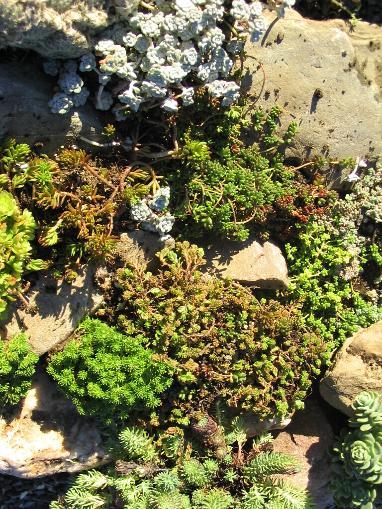 Bilder Staudengärtnerei David Müller