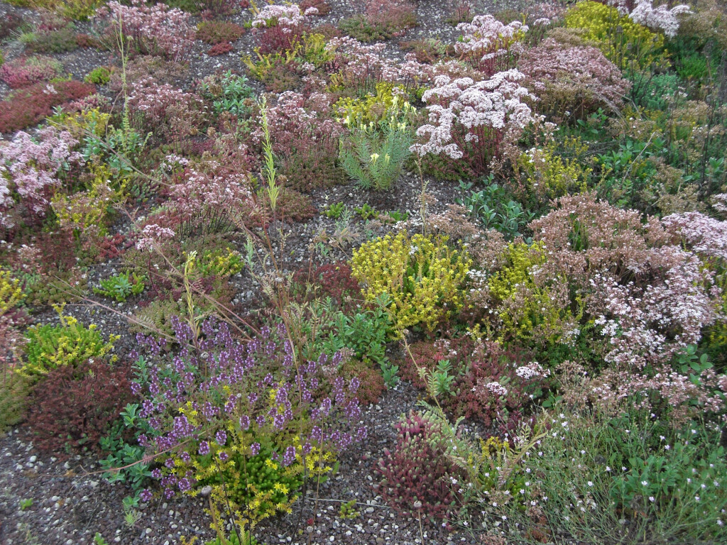 Bilder Staudengärtnerei David Müller