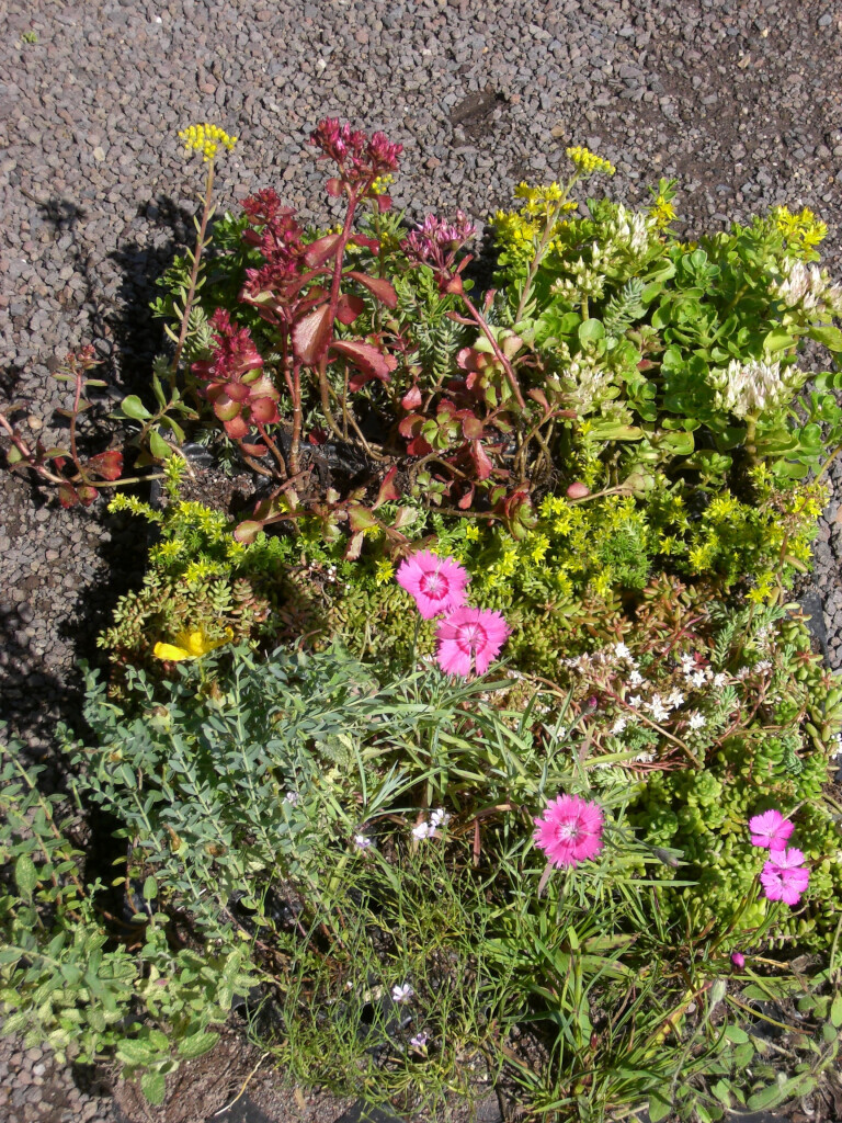 Bilder Staudengärtnerei David Müller