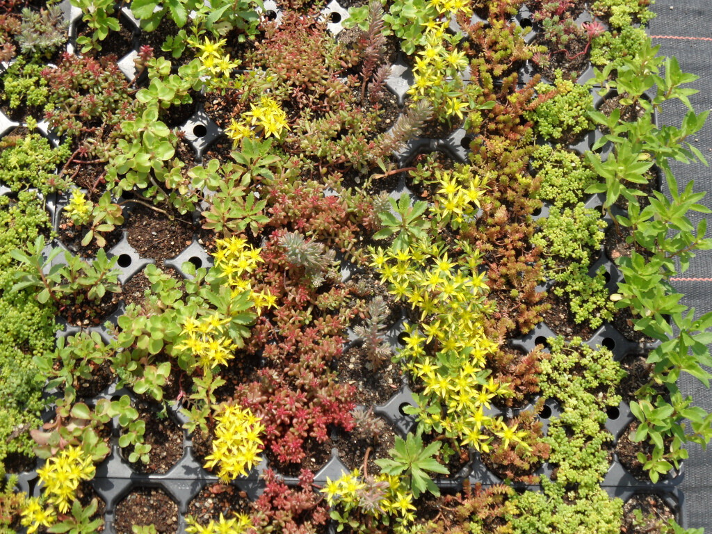 Bilder Staudengärtnerei David Müller