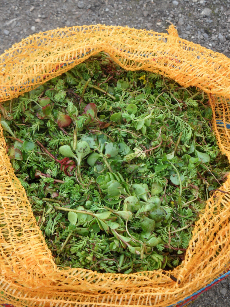 Bilder Staudengärtnerei David Müller