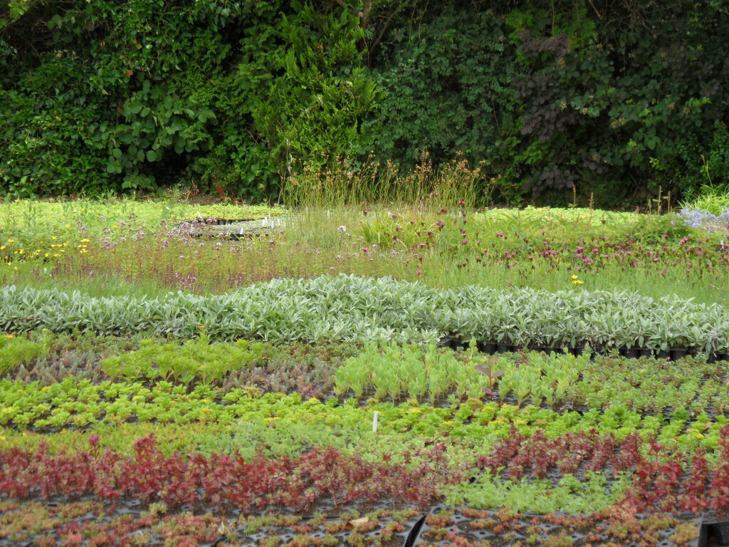 Bilder Staudengärtnerei David Müller