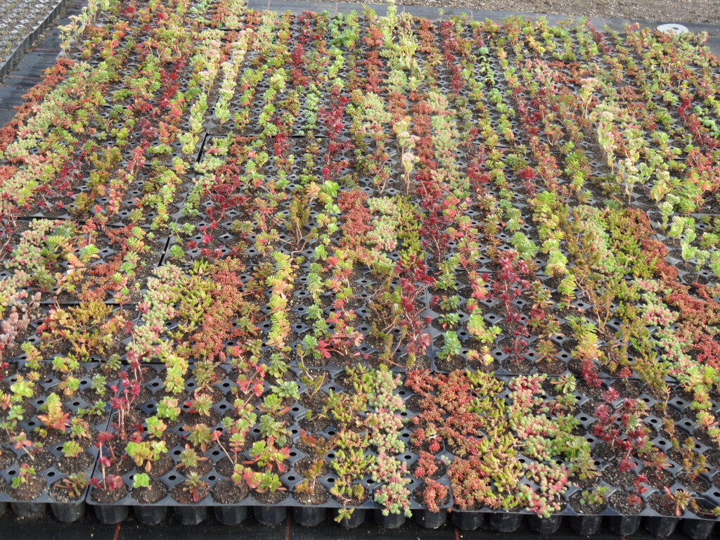 Bilder Staudengärtnerei David Müller