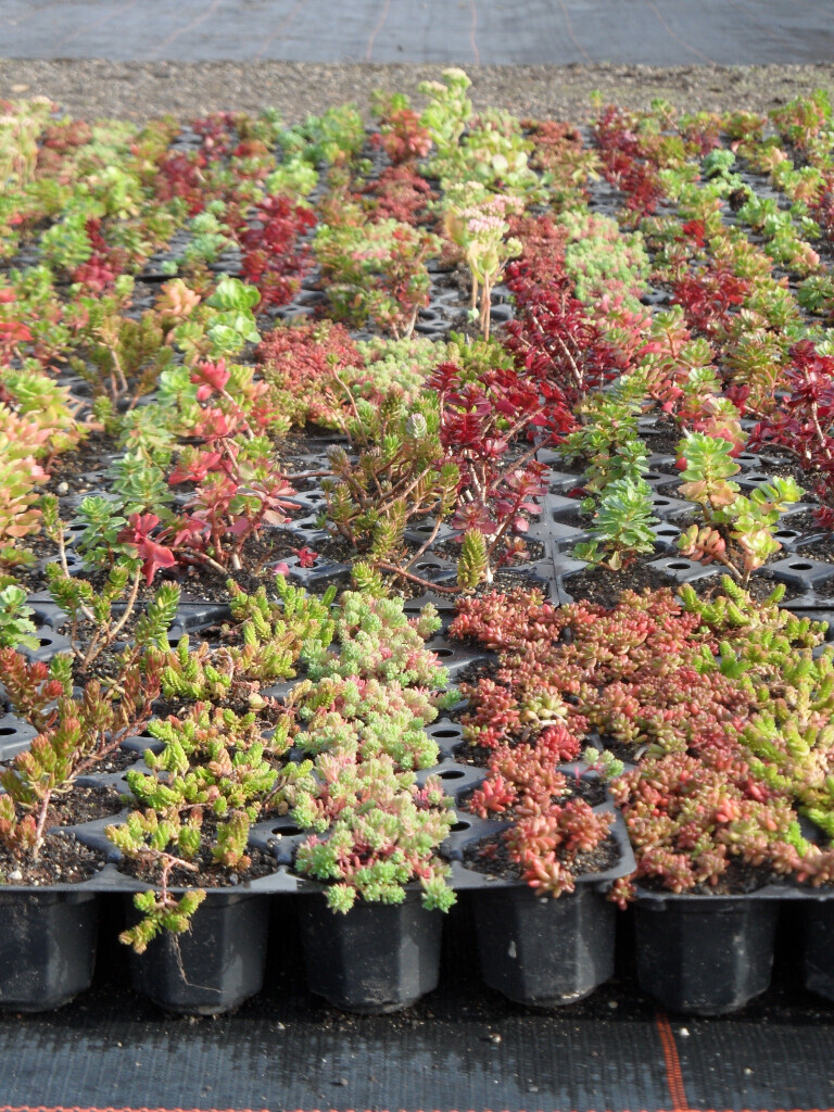 Bilder Staudengärtnerei David Müller